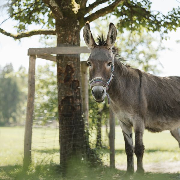 Grauer Esel auf Wiese mit Blick in die Kamera